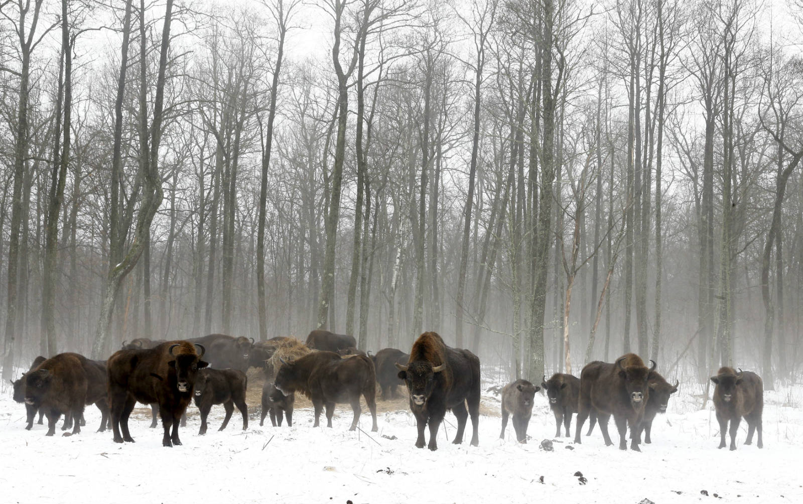 在另一個村落 Dronki 也發現一群美洲野牛。　圖片來源：路透社