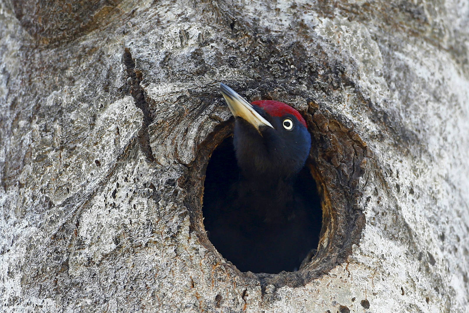 Babchin 村附近亦有啄木鳥從樹洞探出頭來。　圖片來源：路透社