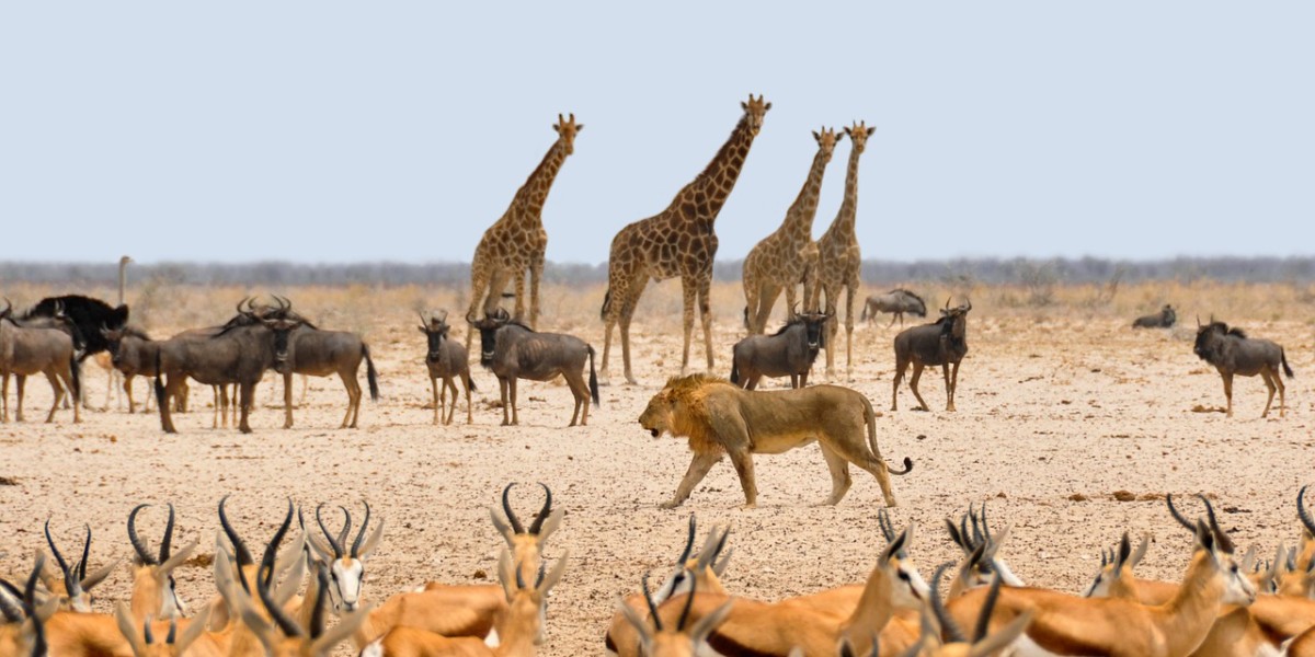 納米比亞大草原的野生動物群
