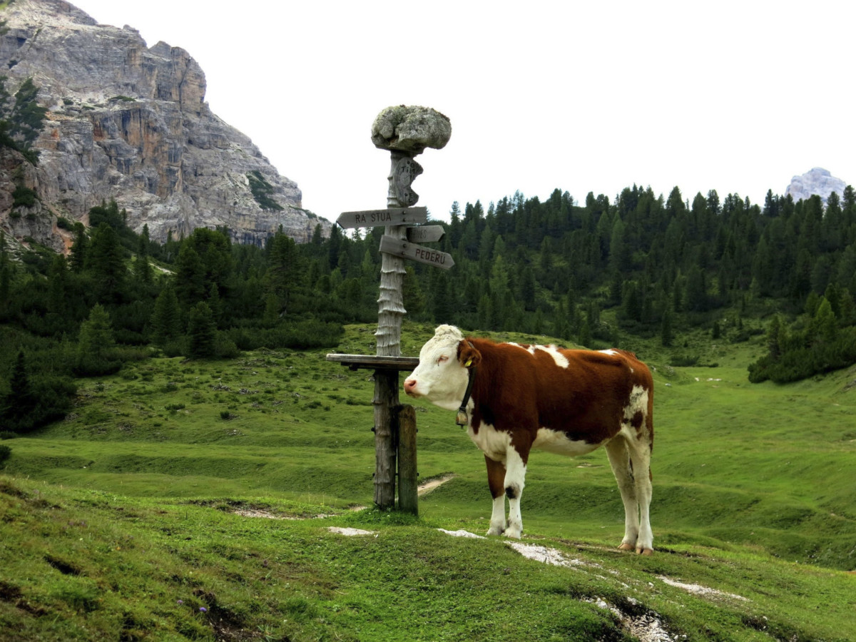 Cortina d’Ampezzo 有 16000 公頃用地為公共財產，多屬牧地、森林。