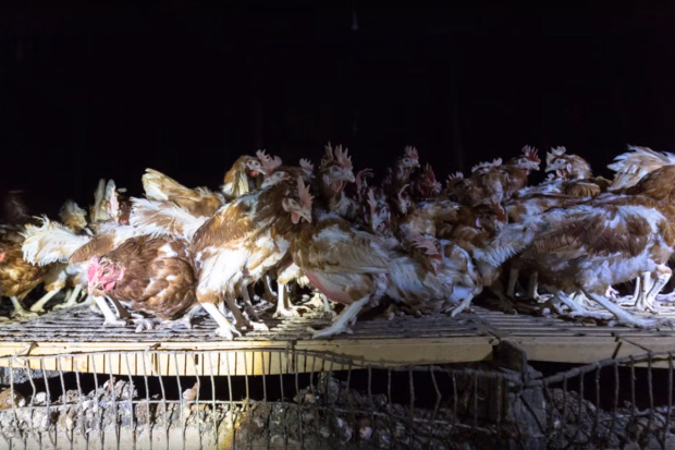 歐洲議會議員 Stuart Agnew 所擁有之雞場，雞棚空間狹窄，雞不能活動，亦容易受傷。　圖片來源：Hillside Animal Sanctuary
