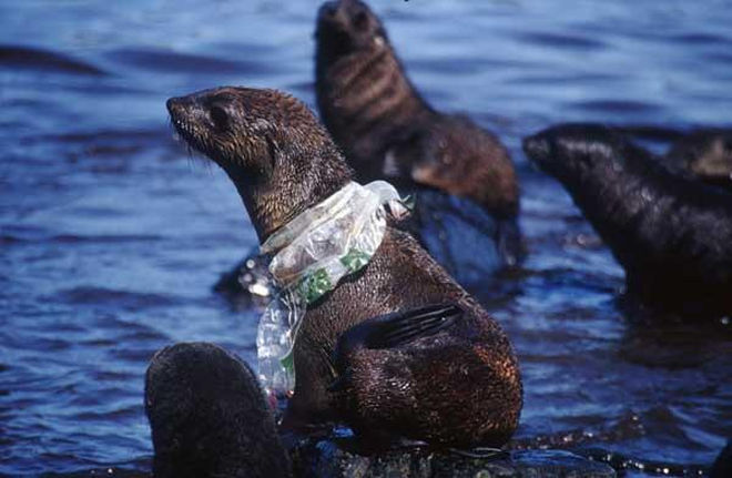 海洋廢膠纏繞海上動物。　圖片來源：British Antarctic Survey