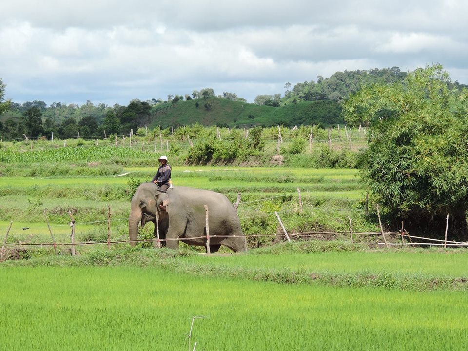 圖片來源：Daklak Elephant Conservation Center in Vietnam - DECC 專頁