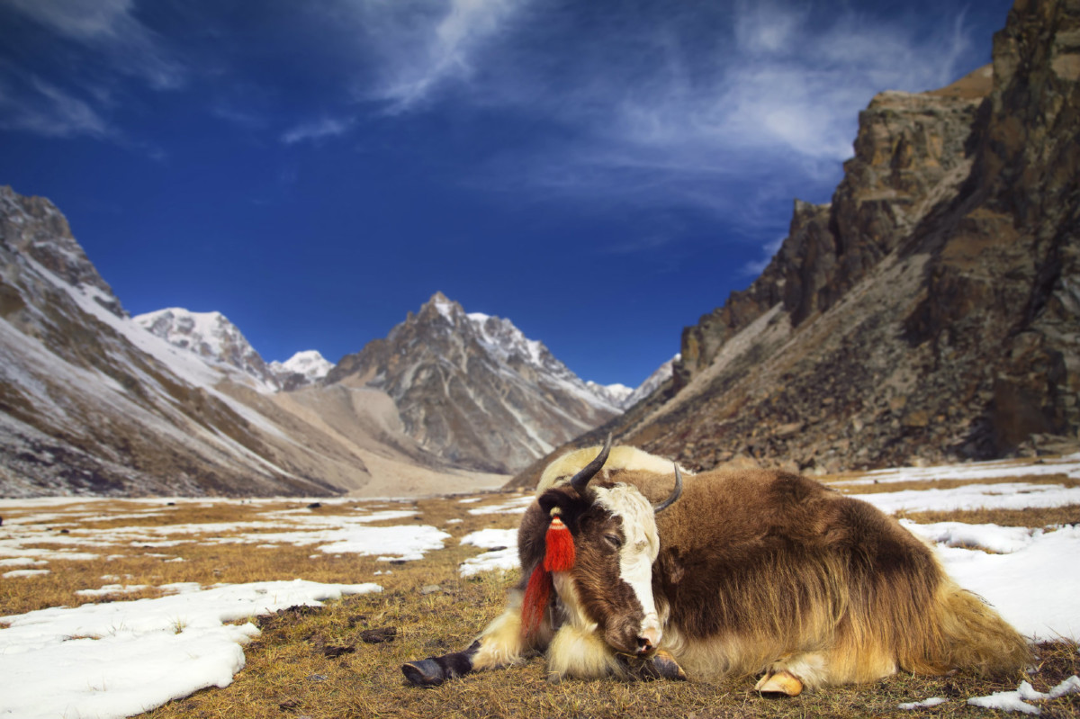 全球暖化令不丹 20 年來流失近五分一冰川，釀成洪水氾濫及河川乾涸。　圖片來源：iStock