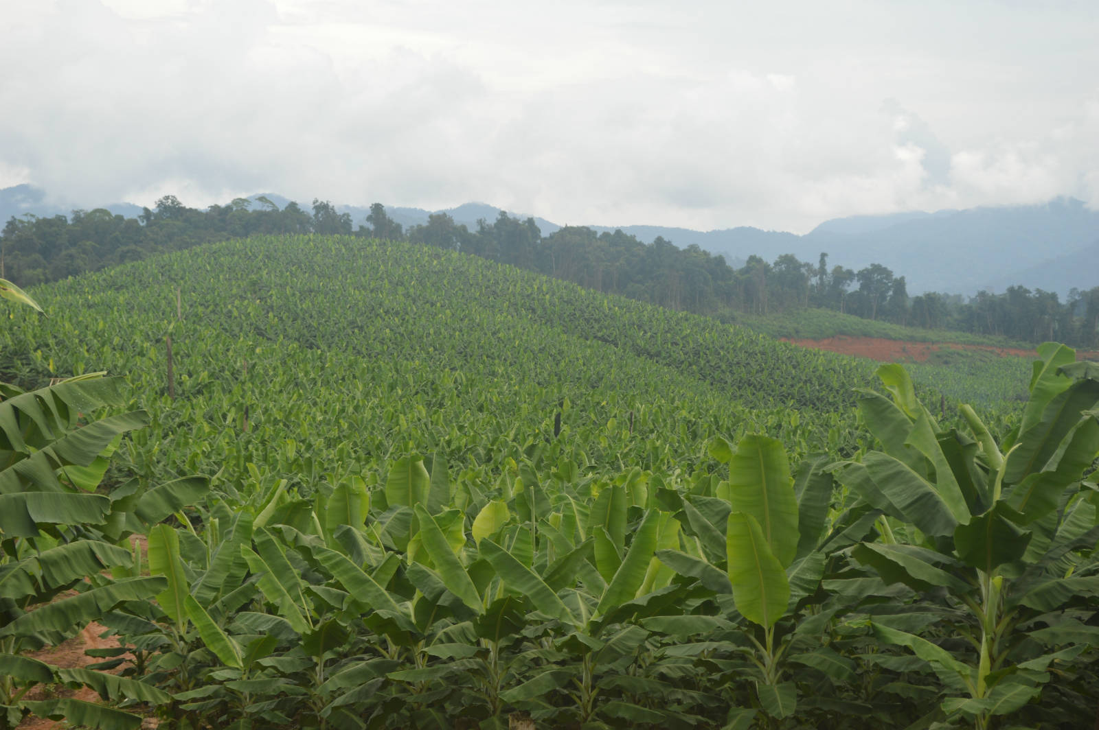 香蕉種植園佔領了緬甸的社區森林。