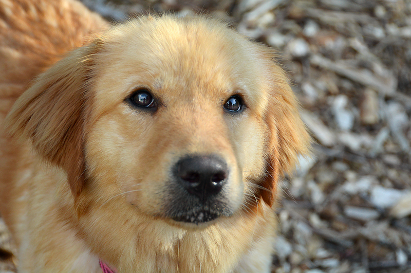 1 歲大的金毛尋回犬女 Joey。圖片來源：卡姆登縣動物收容所