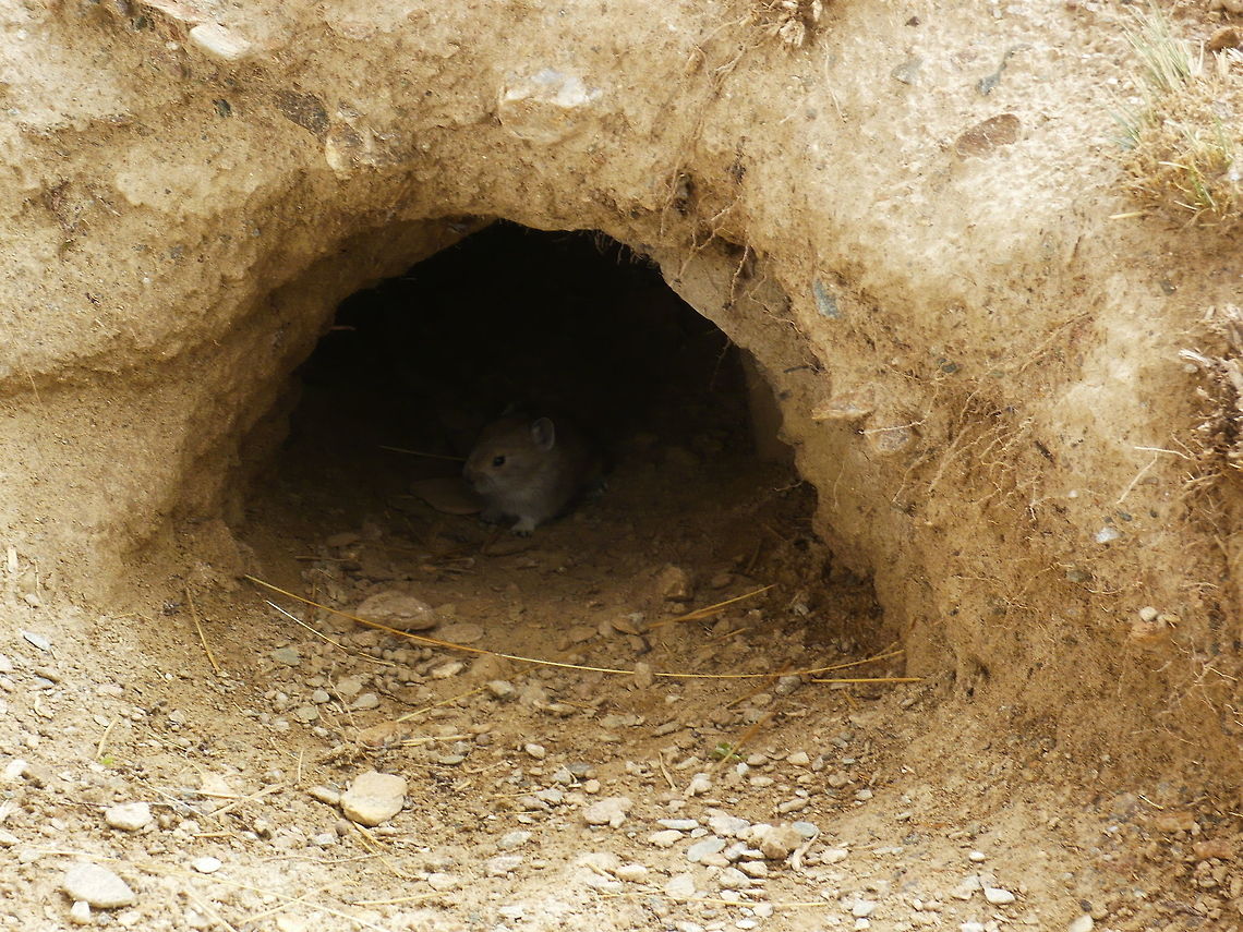 鼠兔在草原挖掘洞穴，被指造成水土流失，但外國的學者認為，牠們只是人為問題的代罪羔羊。圖片來源：Jungle Dragon
