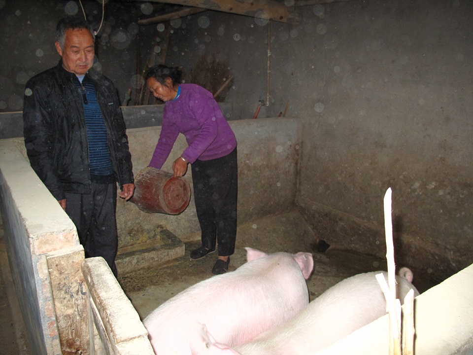 王家參加了救世軍的養豬項目，改善了生活。