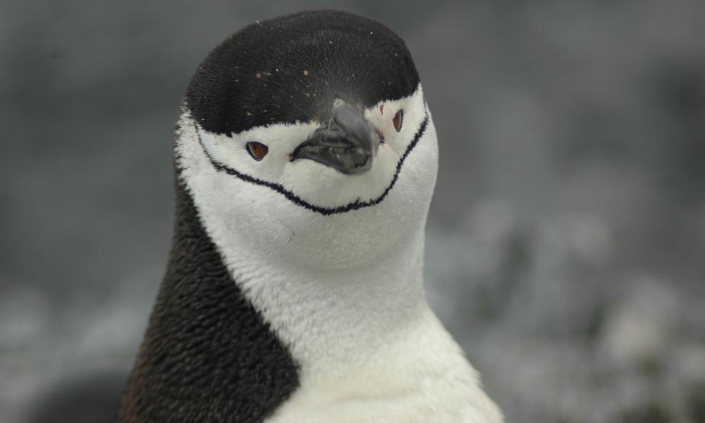 頰帶企鵝，圖片來源：世界自然基金會