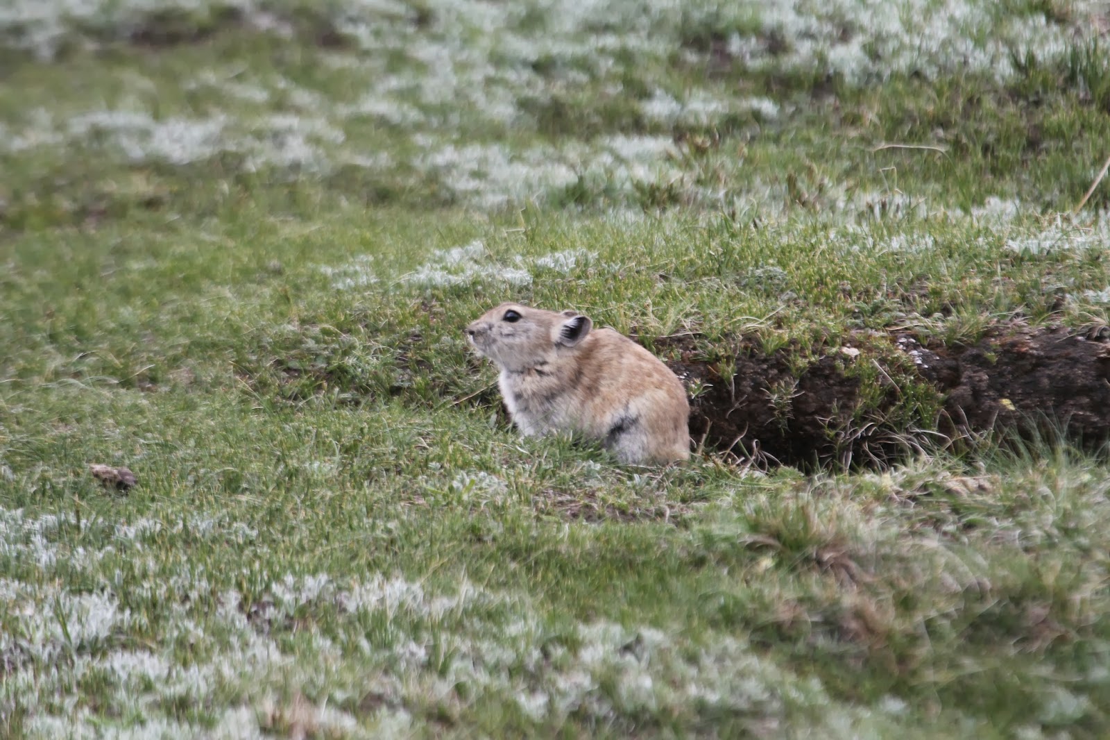 當局對高原鼠兔（Plateau Pika）趕盡殺絕，但外國的環境學家警告，鼠兔消亡反會破壞生態，後患無窮。 圖片來源：Worldbirder