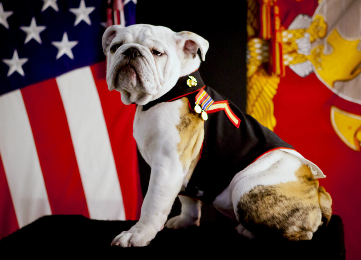 貴為美國海軍陸戰隊官方吉祥物的英國鬥牛犬。圖片來源：Wikimedia