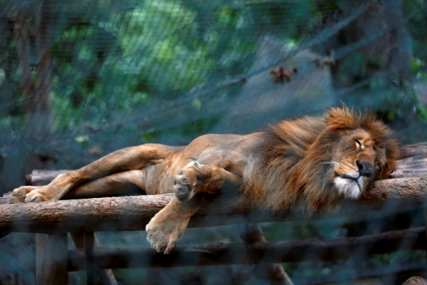 委內瑞拉內的獅子餓著午睡。 圖片來源：路透社