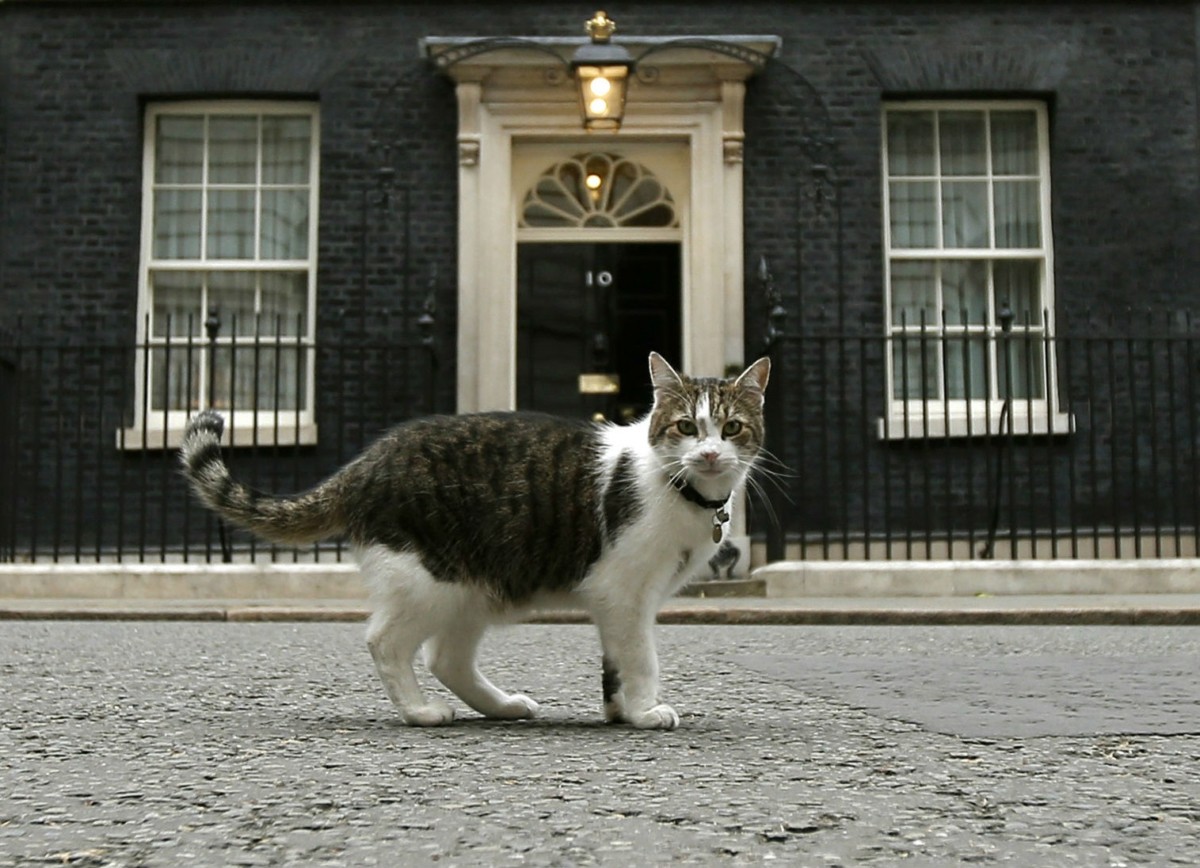 大不列顛及北愛爾蘭聯合王國內閣辦公室首席捕鼠大臣拉里貓身後的唐寧街 10 號原來不是現任英揆府第。　圖片來源：路透社