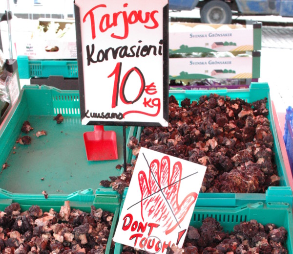 在芬蘭出售假羊肚菌須有警告標語。 圖片來源：wikicommons