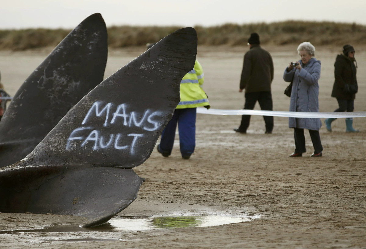 今年 1 月在英國東岸擱淺死亡的抹香鯨，有人用噴漆在鯨尾噴上「人類的錯」字樣。圖片來源：路透社