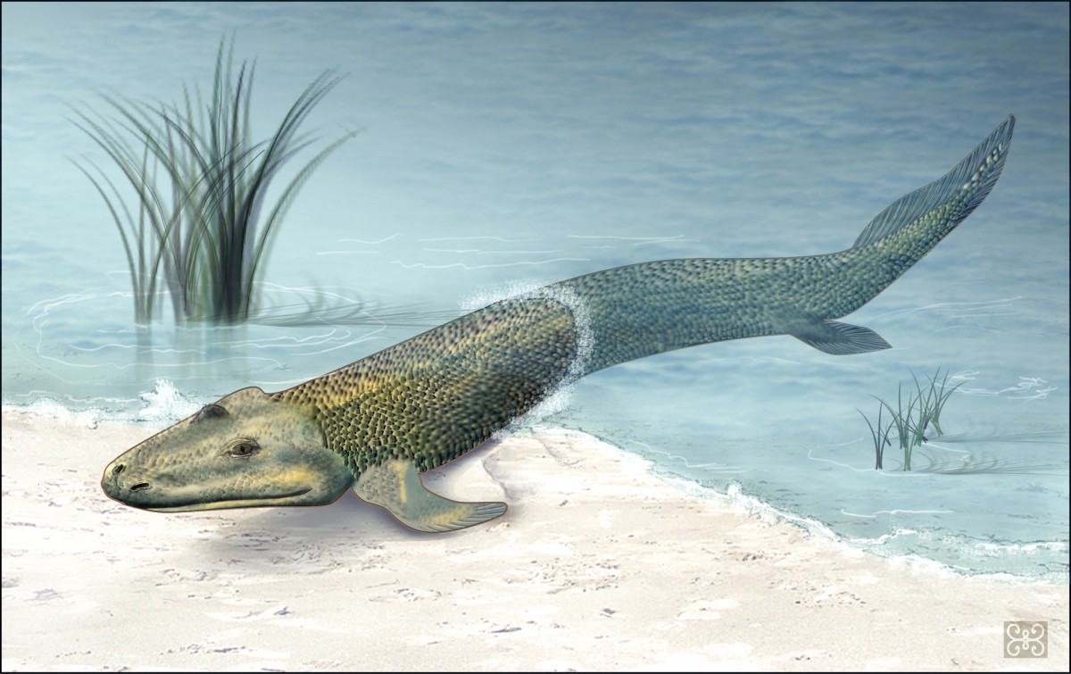 化石紀錄顯示，人類與海洋生活或具共同的祖先，魚類演化成兩棲類和在陸上生活的四足類。　圖片來源：redorbit