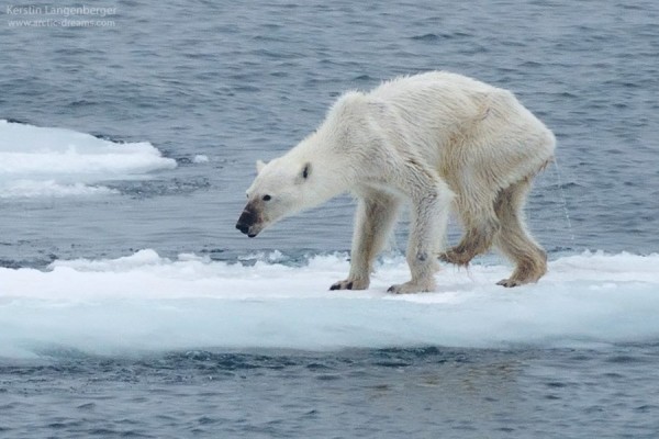 一年在挪威攝得一隻瘦骨嶙峋的北極熊，雖然攝影師表示該北極熊有可能是因為前腳受傷而不便覓食，才極度消瘦，但仍令人關注全球暖化對北極熊的威協。　圖片來源：Kerstin Langenberger