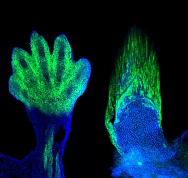研究中，老鼠的手部和魚的鰭條，均發現擁有相同的分子標籤。　圖片來源：Marie Kmita and Andrew Gehrke