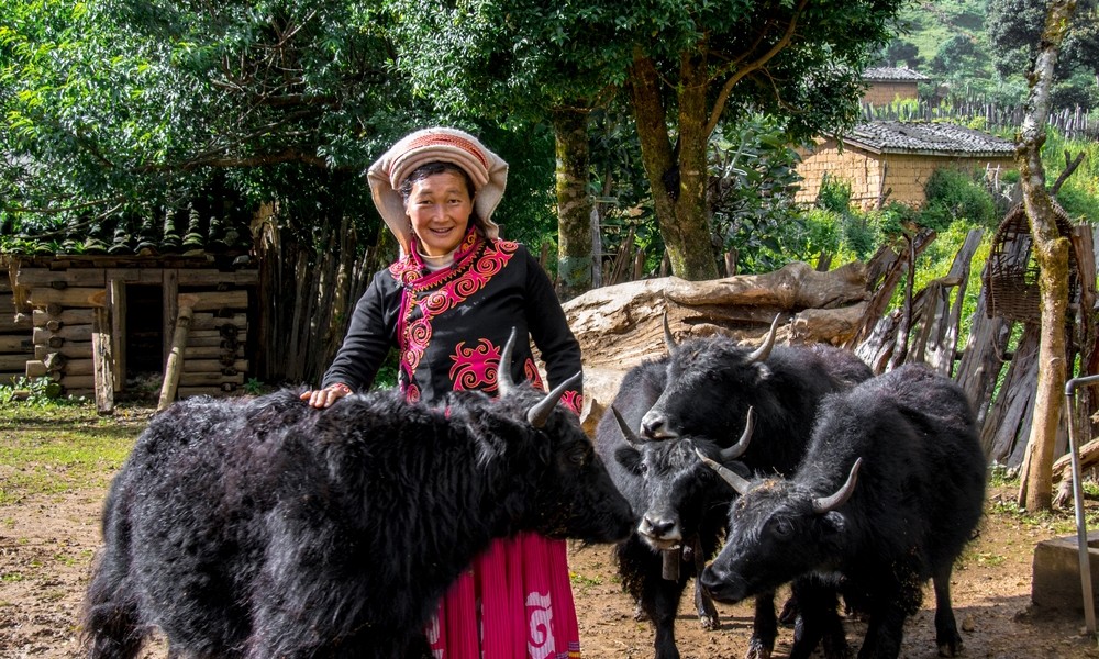 波多羅村民楊繼香買了幾頭犛牛來飼養，增加收入。
