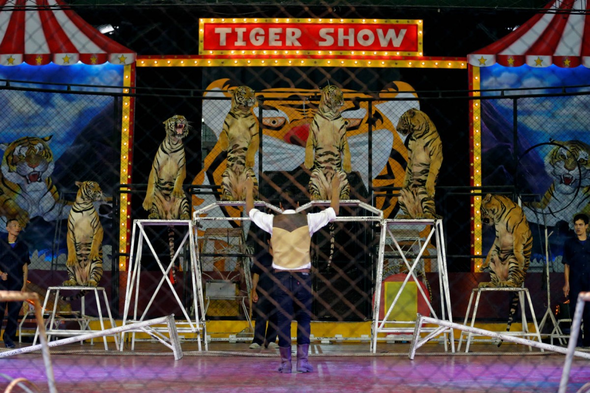 泰國「是拉差龍虎園」，老虎為遊人提供娛樂而受訓練。　圖片來源：路透社