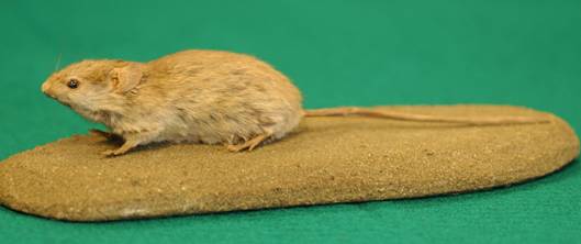 小家鼠（Mus musculus）　圖片來源：食物環境衛生署