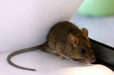 黑家鼠（Rattus rattus）　圖片來源：食物環境衛生署