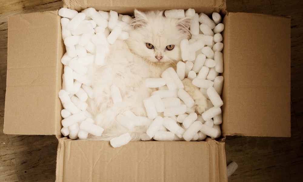 貓喜歡將自己塞進窄箱，但討厭被關起來。