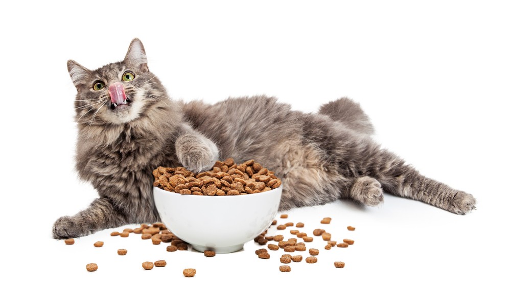 假如家貓出現暴食症狀，可能是壓力過大致飲食失調。