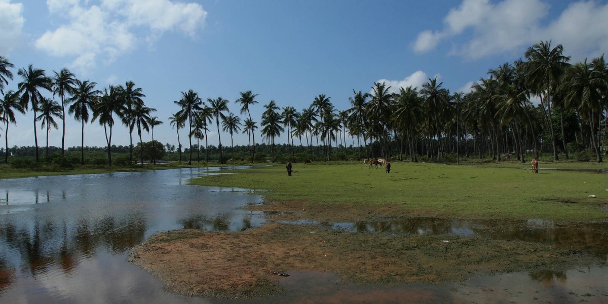 Kalpitiya 的椰樹，對岸是印度
