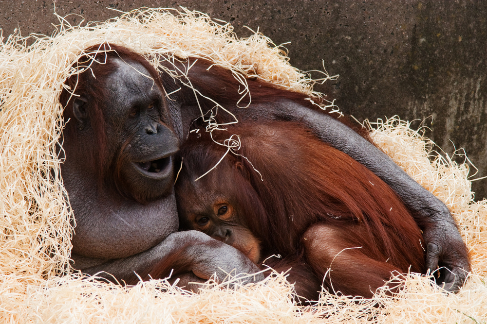 因棲身地劇減，紅毛猩猩由獨居動物演變為群居動物，發展出互相撫摸的社交習慣。
