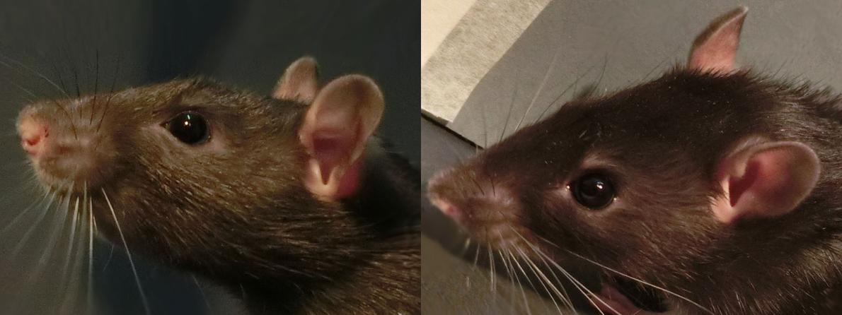 老鼠心情愉快時，耳朵會變粉紅而鬆弛（右），而非豎起（左）。　圖片來源：National Geographic