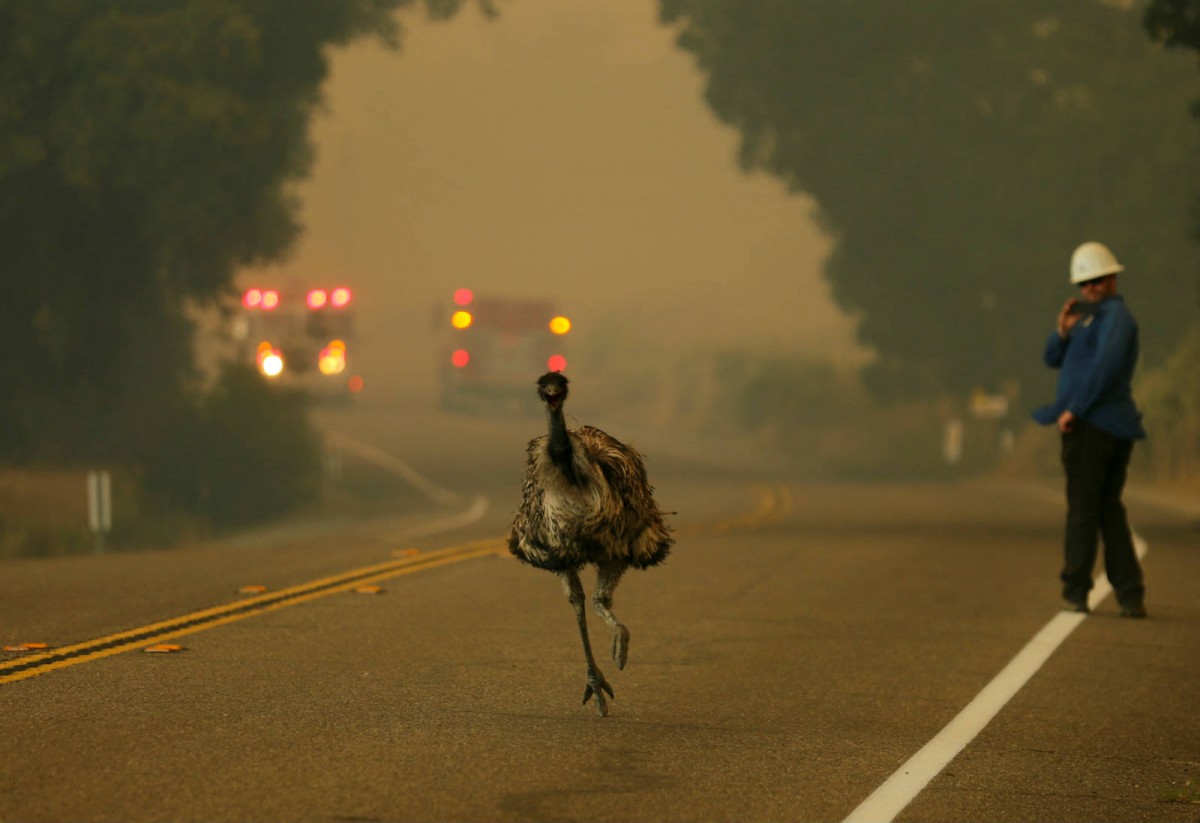 6 月 20 日，一隻鴯鶓奔跑著逃離加州波特雷羅的火場。