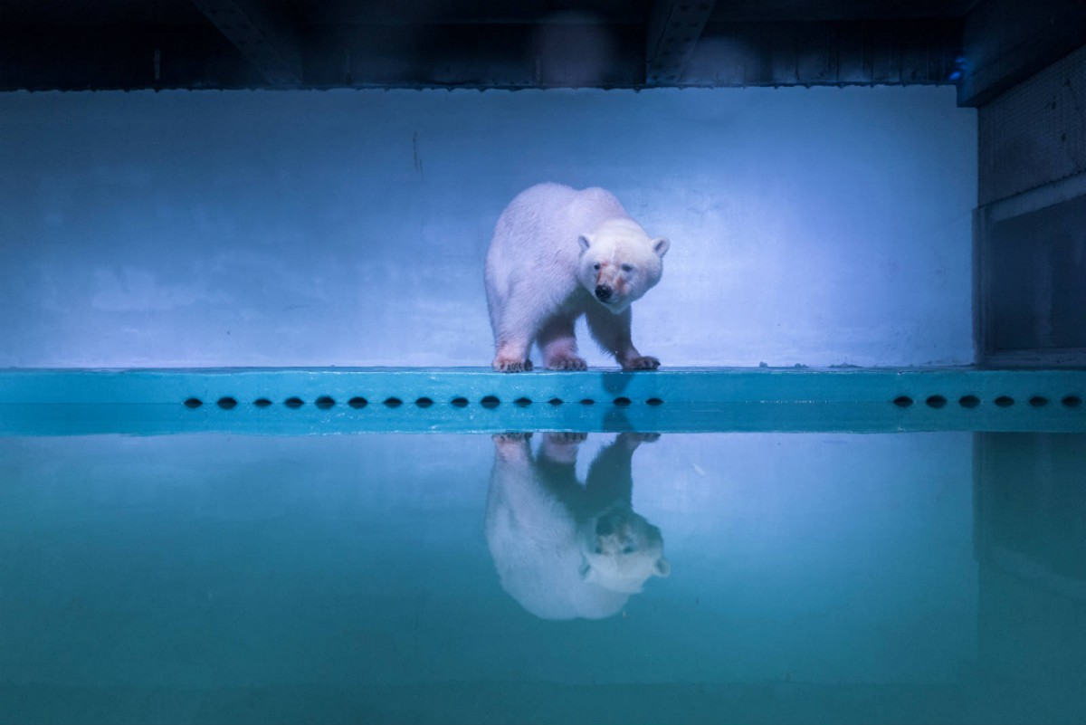 7 月 27 日，一頭北極熊被攝於廣州正佳廣場海洋館。