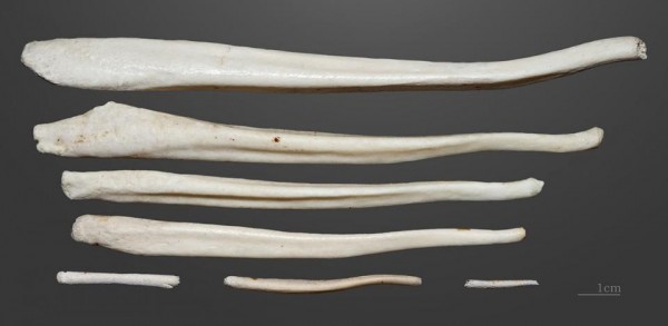 棕熊的陰莖骨。熊的陰莖骨平均長度由 17 厘米至 23 厘米不等。