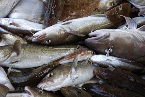 英國對出海域的水溫上升，令鱈魚向北移居，危及傳統小食炸魚著條的存亡。圖片來源：路透社