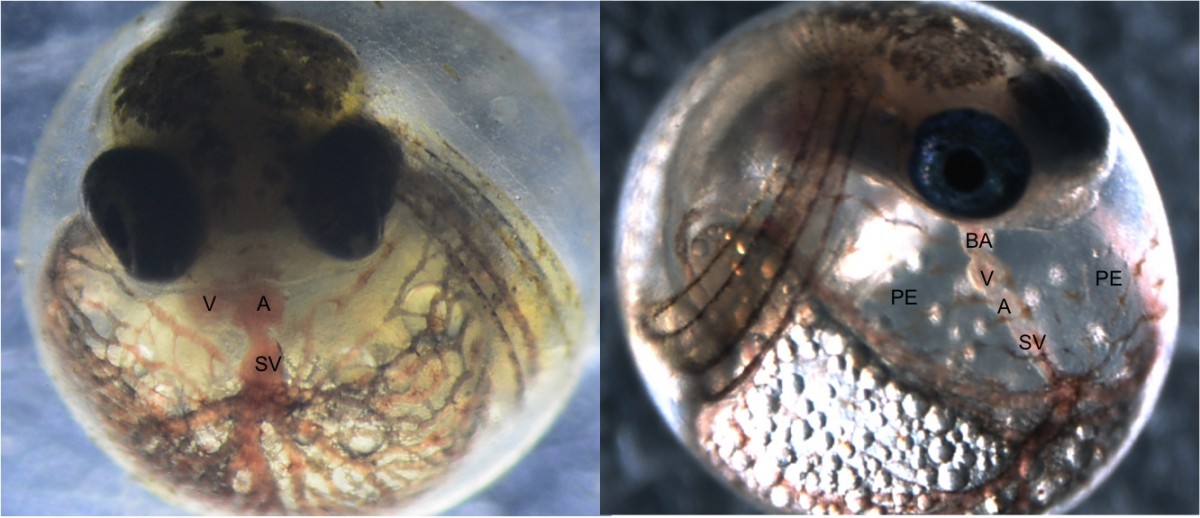 左邊是正常發育的大西洋鏘魚胚胎，右邊是受化學物影響的胚胎。右邊的鏘魚發展出畸形的心臟，不過適應了化學物的鏘魚則能避免發育缺憾。　圖片來源：UC Davis