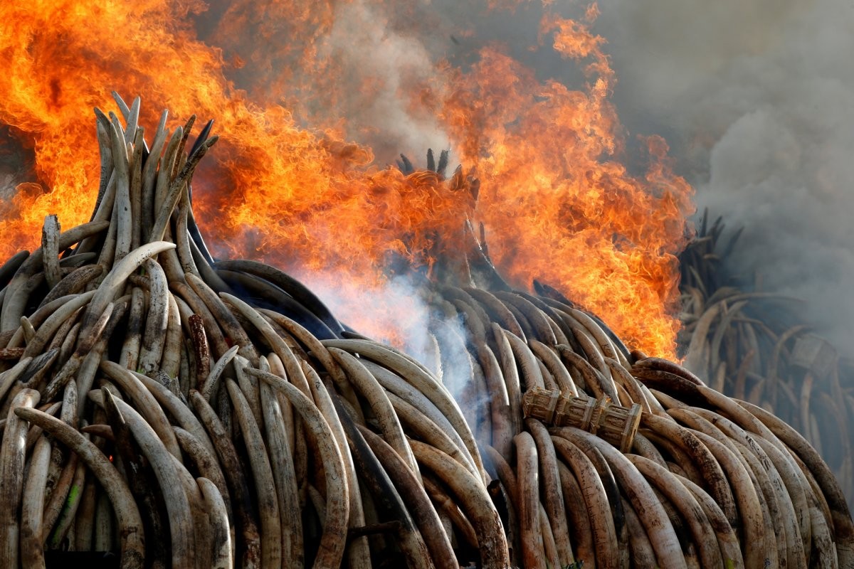 fire-burns-part-of-an-estimated-105-tons-of-ivory-and-a-ton-of-rhino-horn-confiscated-from-smugglers-and-poachers