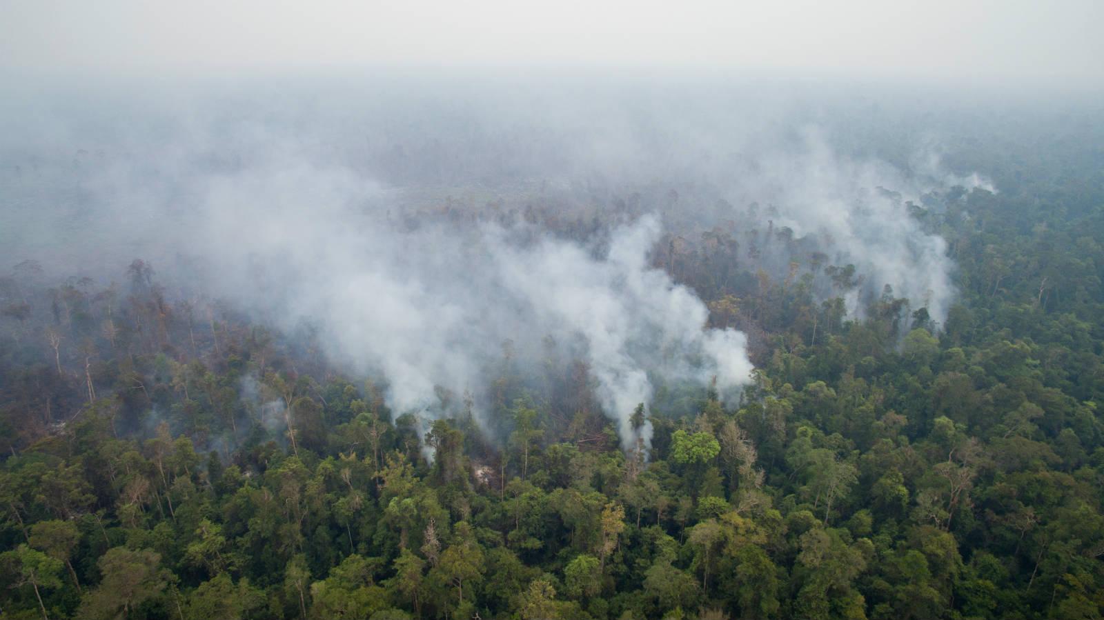 印尼雨林每年都會發生多次大火。
