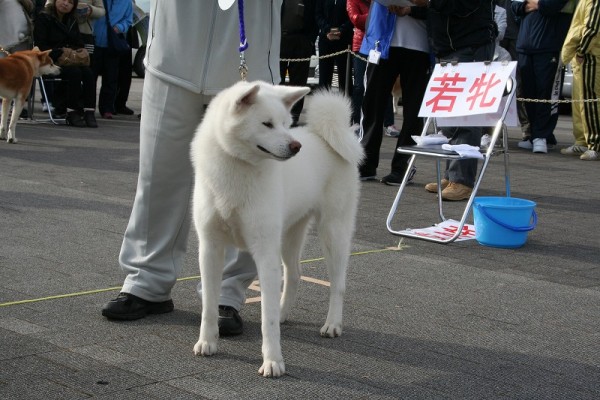 圖片來源：秋田犬保存会
