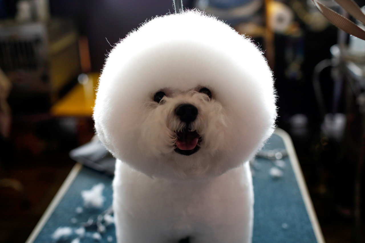 A Bichon Frise stands on a grooming table in the benching area before competition at the 141st Westminster Kennel Club Dog Show in New York City, February 13, 2017. REUTERS/Mike Segar TPX IMAGES OF THE DAY