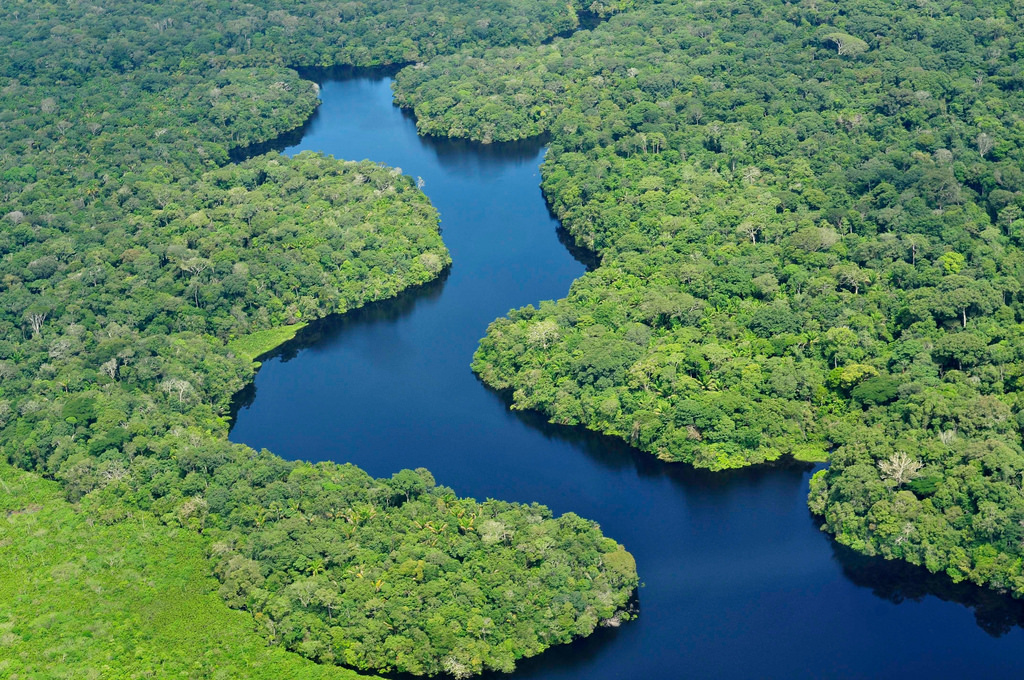 亞馬遜雨林，竟是由古人種成？