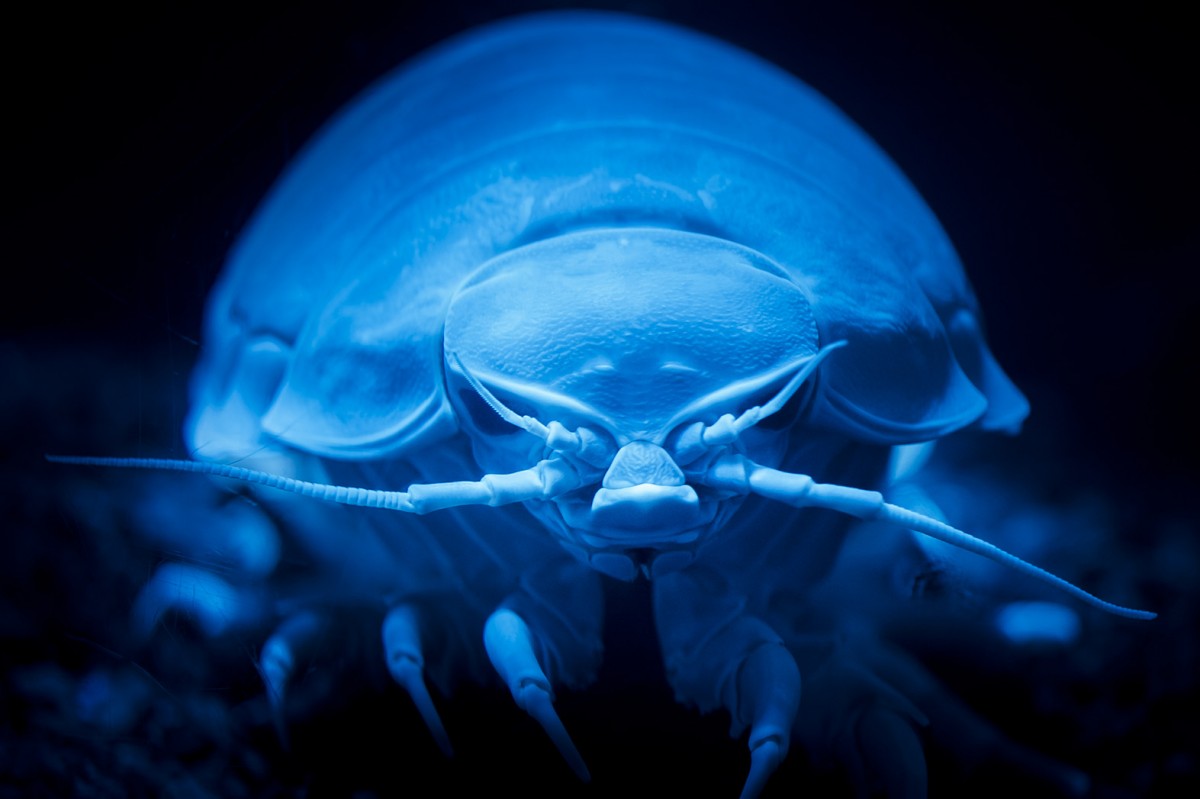 深海大王具足蟲。　圖片來源：沼津港深海水族館