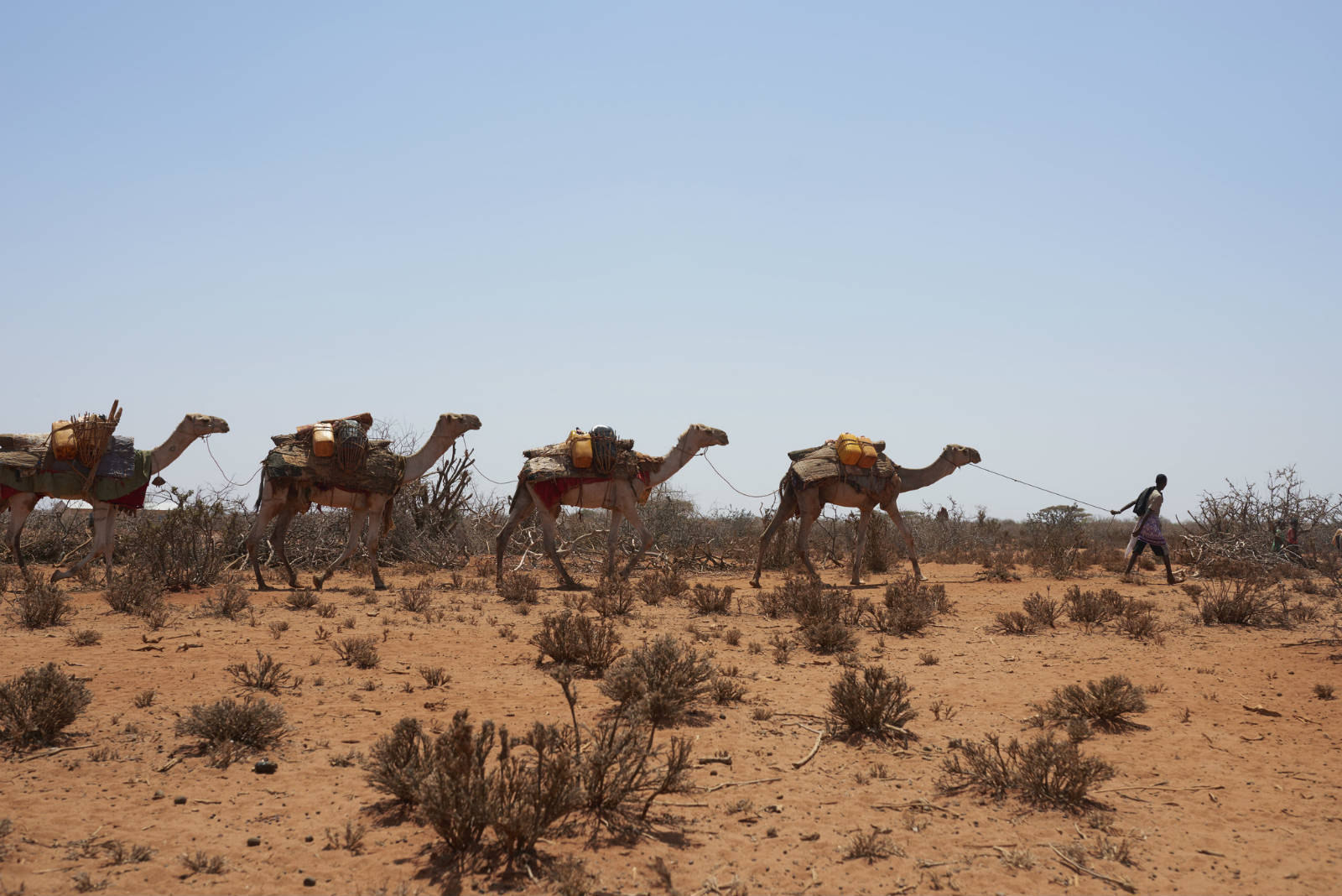 極端氣候帶來嚴重旱災，農作物失收。單在非洲之角的埃塞俄比亞、索馬里及肯亞，就有 1,100 萬人面對糧食不足的問題。（攝影：Tina Hillier/Oxfam）