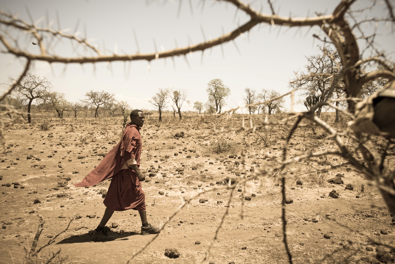 坦桑尼亞的艾索正面對氣候變化問題。如果再沒雨水，牲畜便沒有食物。