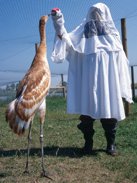 美洲鶴由穿著扮演牠們母親的人員餵飼，避免牠們誤認人類是其親母。（圖片來源：iStock）