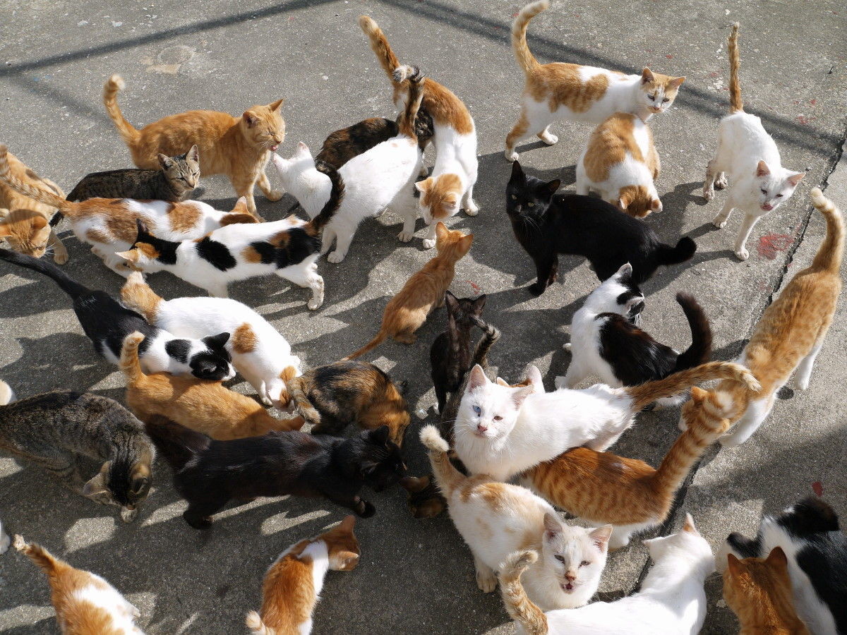 島上的遊客會受到貓兒的「熱情款待」。圖片來源：blog.livedoor.jp