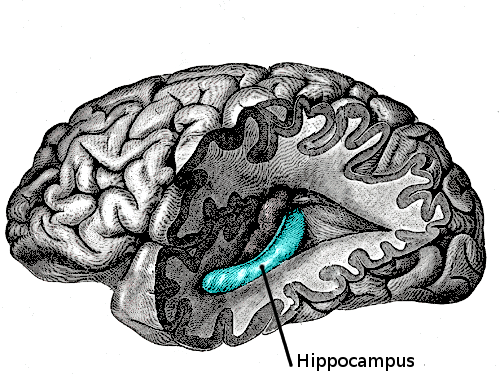 腦部掌握學習和記憶的重要部位：海馬迴。 圖片來源：wikicommons