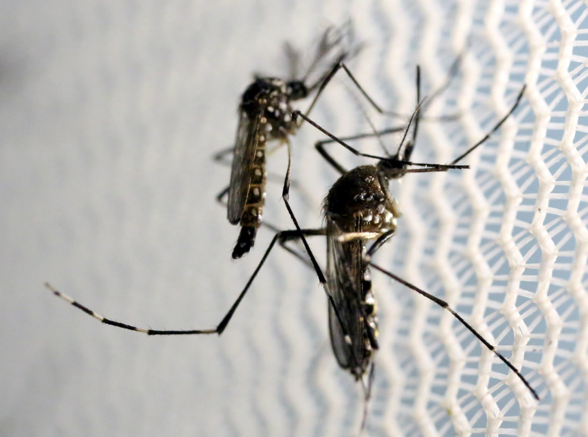 寨卡與基孔肯雅熱同屬伊蚊傳播病毒。根據基孔肯雅熱近年染病規模，波多黎各將約有四分一人口感染寨卡。　圖片來源：路透社