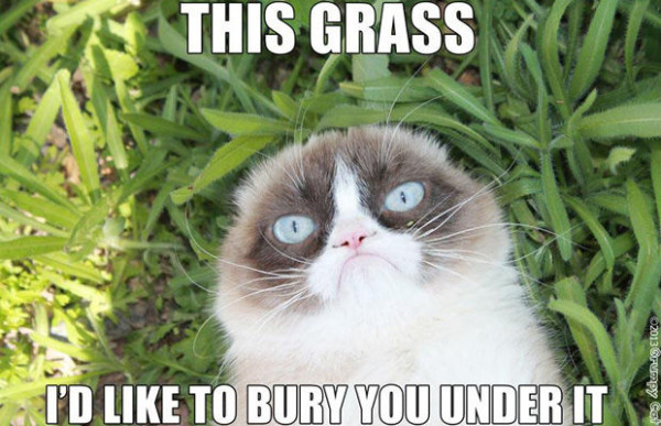 圖片來源："The 50 Funniest Grumpy Cat Memes" by Complex