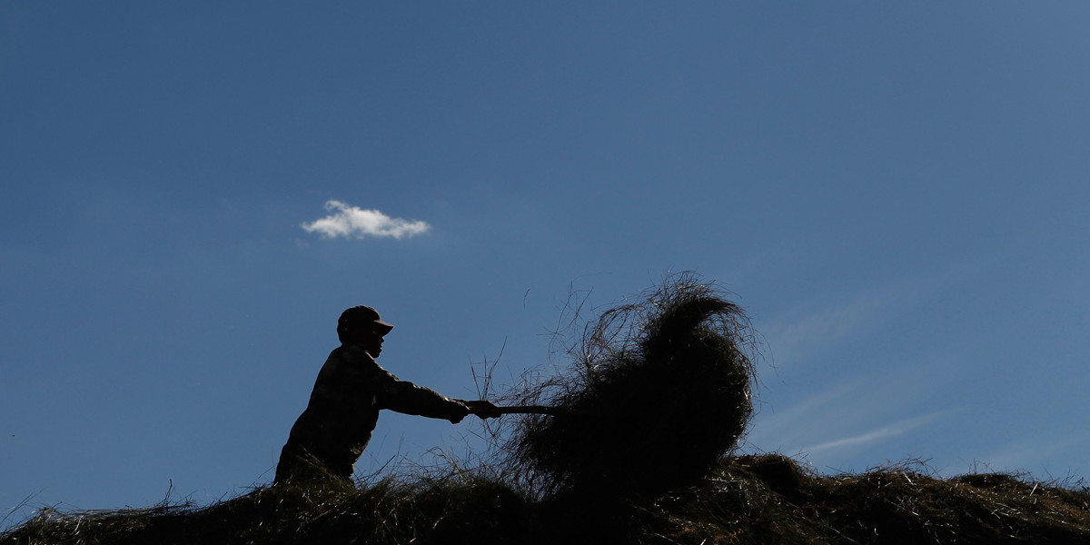 阿勒泰的夏天是一年中最忙碌的季節。牧民趕著收割乾草，好留待冬天餵養牲畜。